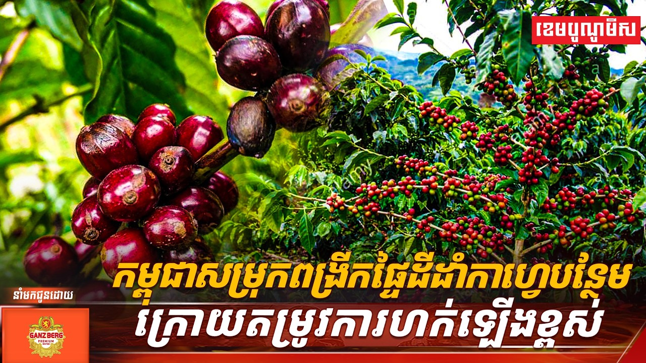 កម្ពុជាសម្រុកពង្រីកផ្ទៃដីដាំកាហ្វេបន្ថែម ក្រោយតម្រូវការហក់ឡើងខ្ពស់