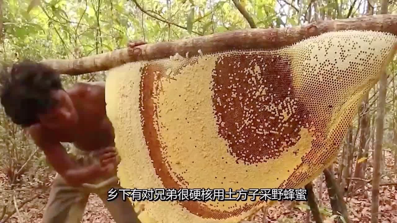 两兄弟真硬核，用“土方子”采下40斤野蜂蜜，一口吃下去都爆浆了