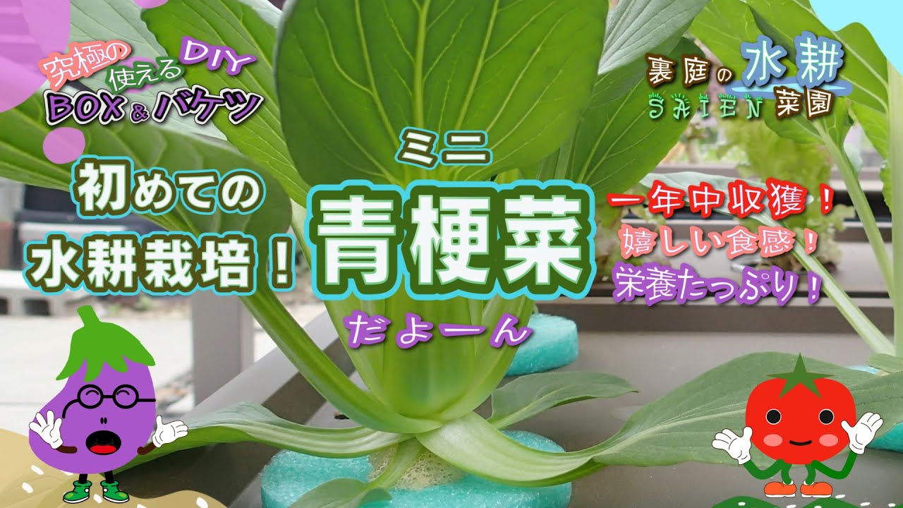 【裏庭の水耕菜園＃48】水耕栽培でミニ青梗菜を育てよう！