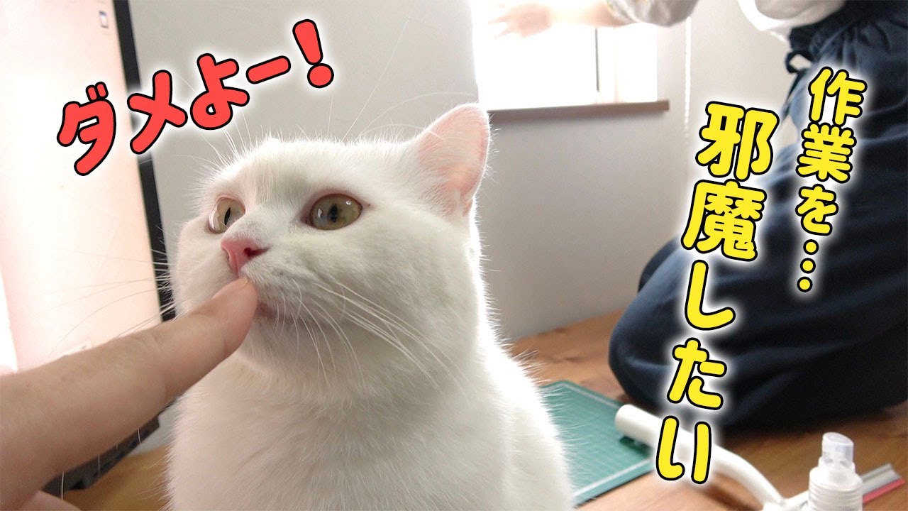 窓用フィルムを貼るのを何度も邪魔しちゃう猫！【アレルギー対策】
