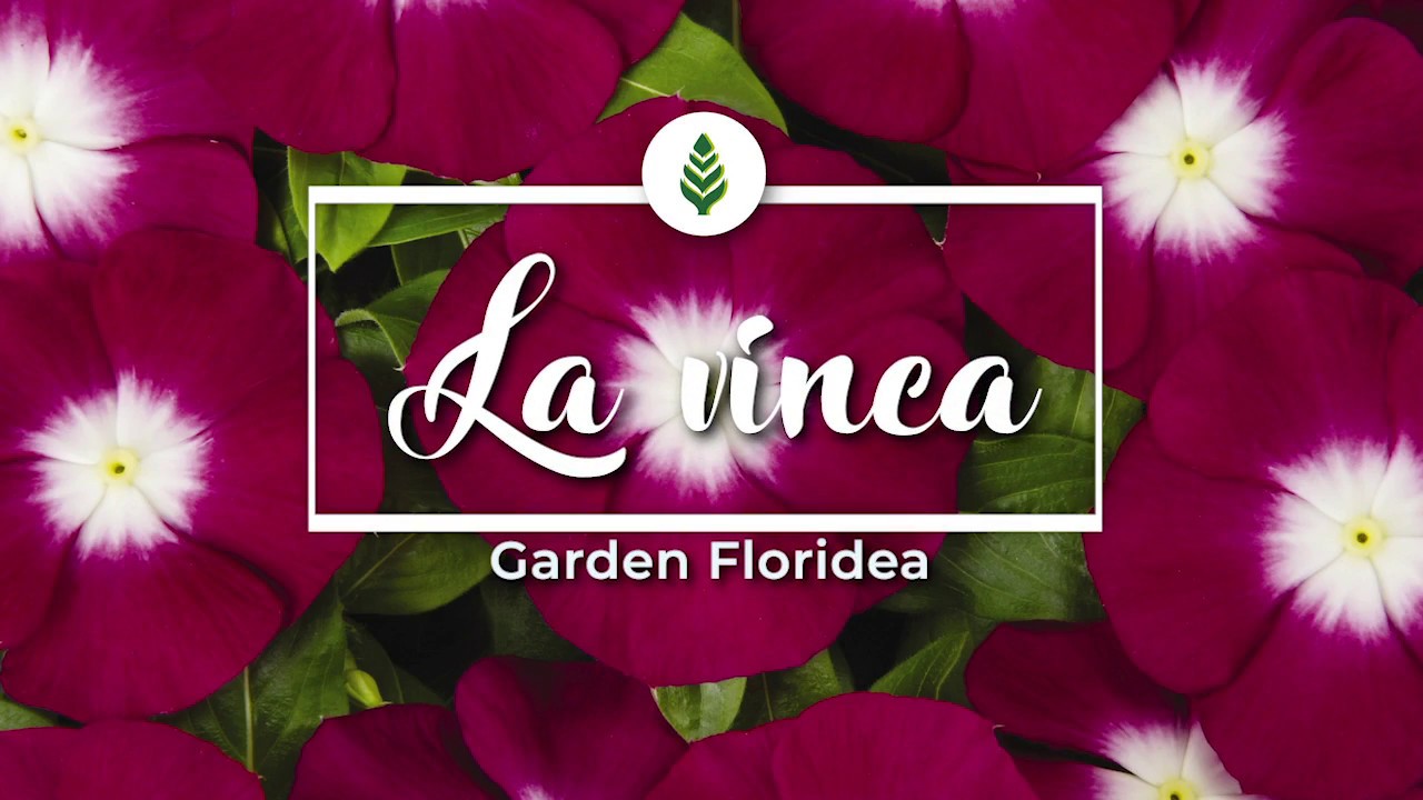 La vinca