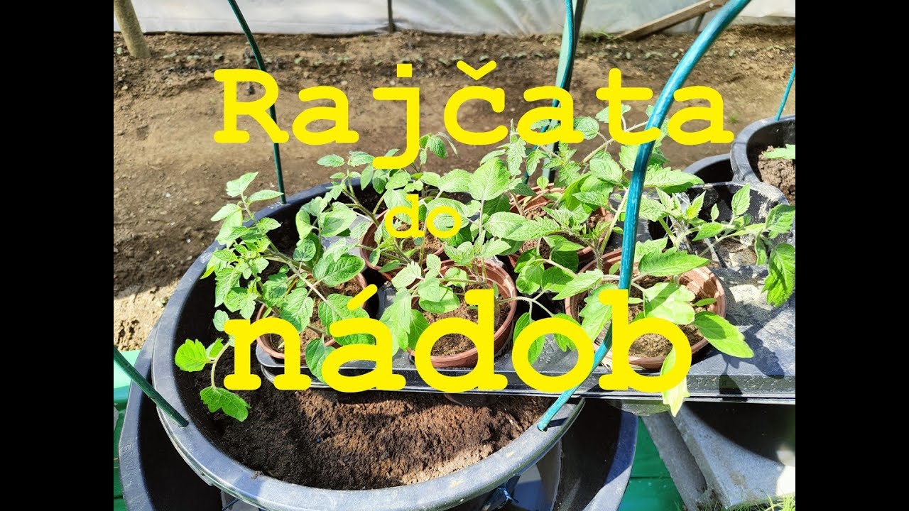 Rajčata DO NÁDOB! 🍅 Jak a kam je přesadit pro TOP úrodu? 🌱