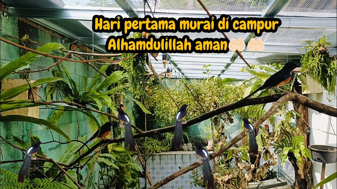 MINI AVIARY 1 DAY AFTER FILLING WITH MURAI BATU COLONY⁉️