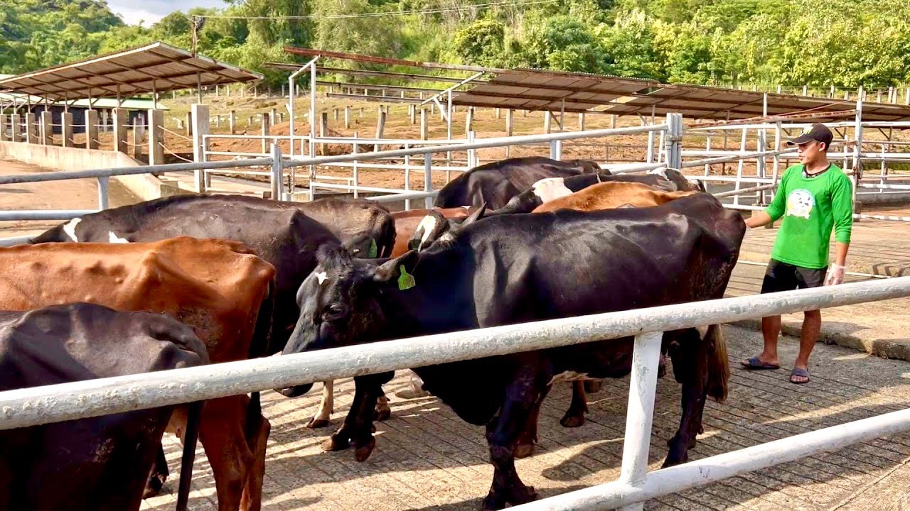 From Fattening to Dairy Cow: Dahil Super Laki ang Requirement natin sa Gatas
