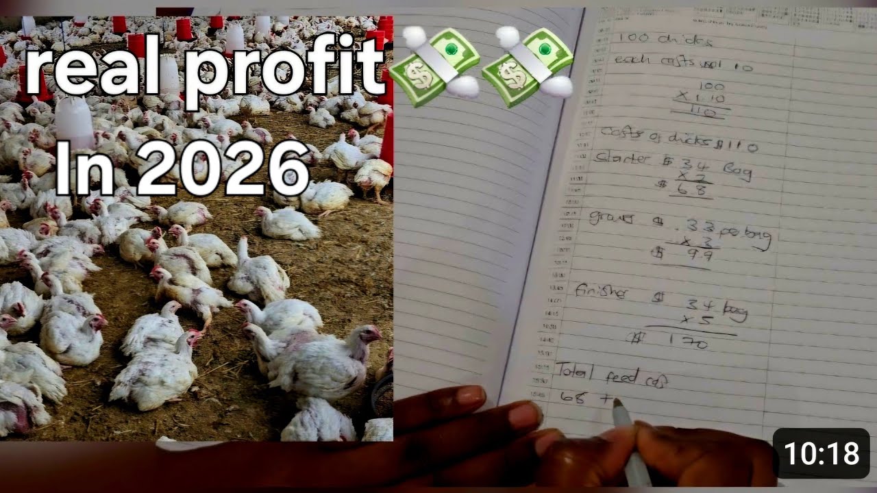 What I Made From My 100 Broiler Chicken Project in Zimbabwe 2026 