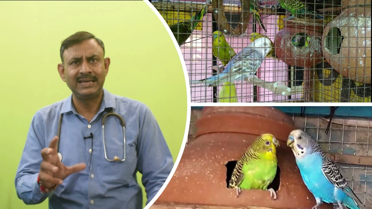 पक्षियों में Diarrhoea किन कारणों से होता हैं || उपचार || सावधानिया || Dr Nagender Yadav