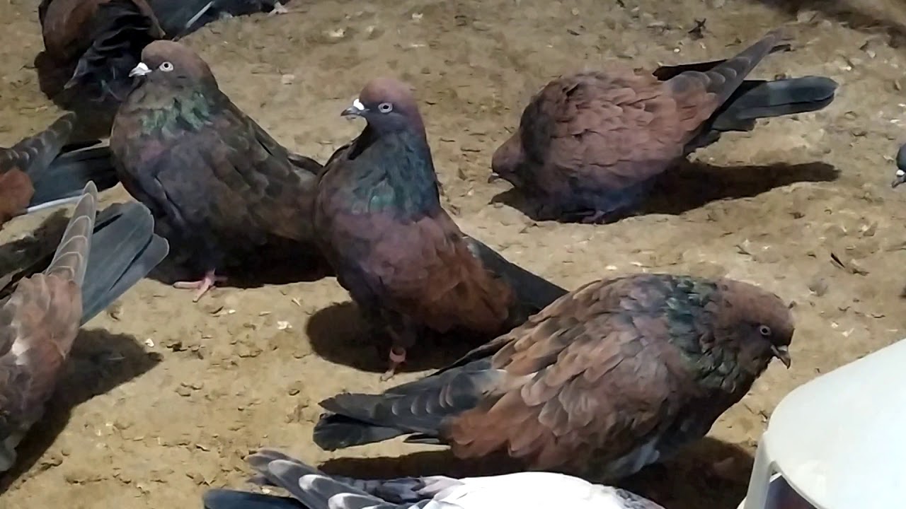 Кировоградские голуби.тел.+38-067-705-12-19