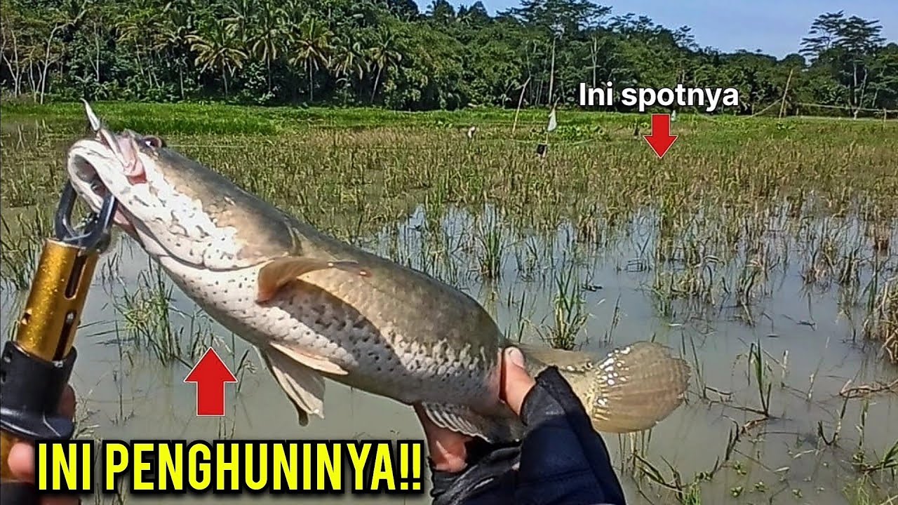 Edyan.!! Casting Ikan Gabus Di Sawah Ternyata Ikanya Galak2!!