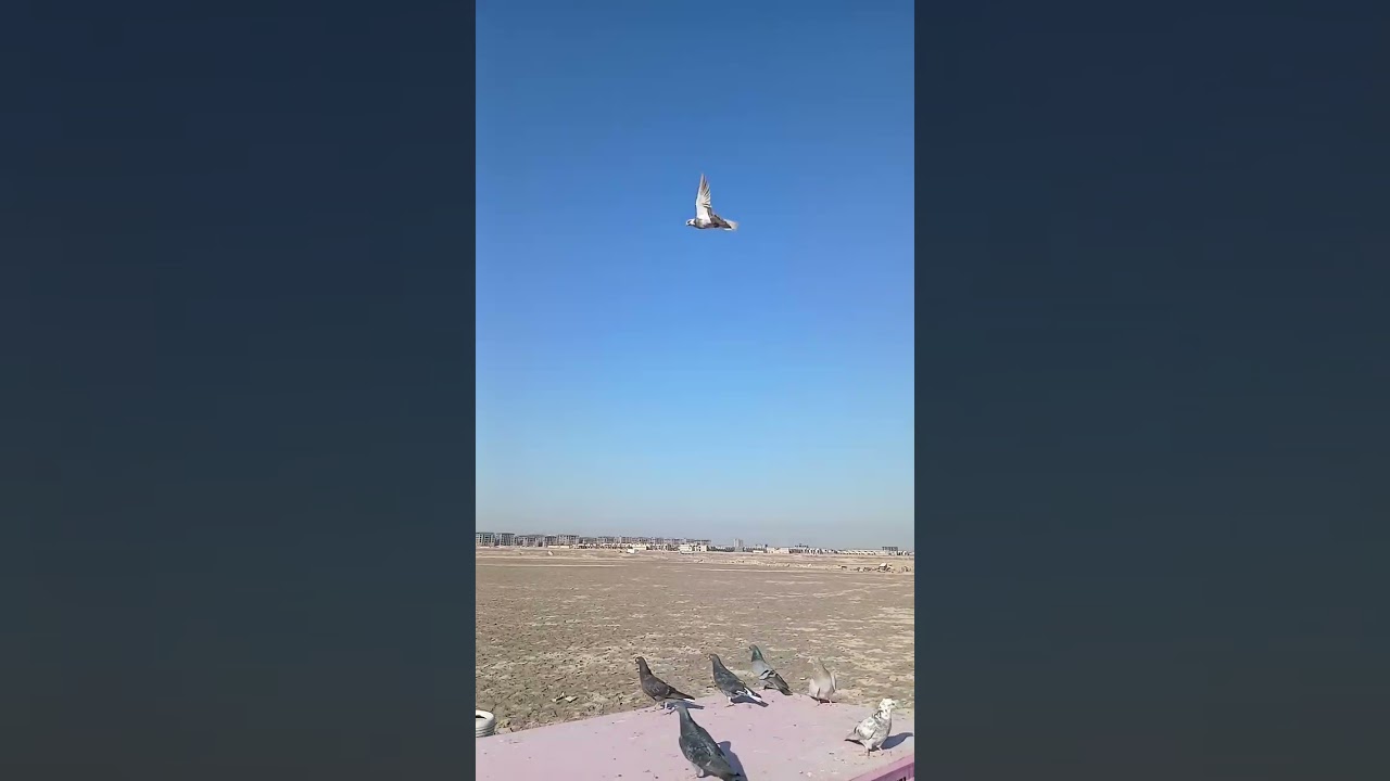 ميرندا وشاني بنات السفن7 رس ابو احمد العجيب