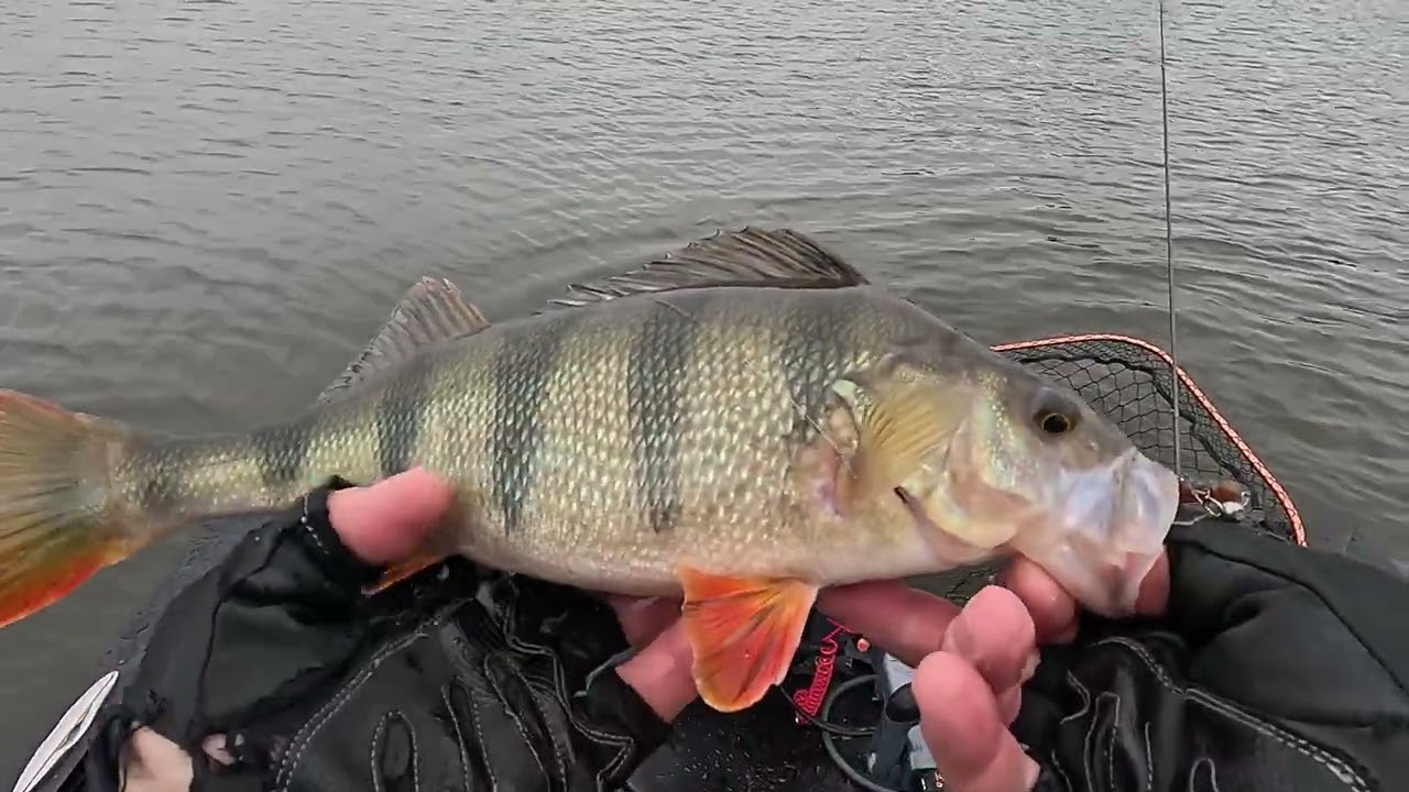 Superinė pirmoji 2023m ešerių žvejyba. @SavageGear Pro Grub. @CrazyFishTV Polaris