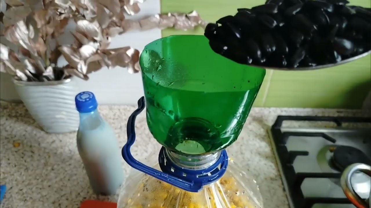 REȚETĂ DE PORUMB FERMENTAT PENTRU CRAP-CTEN