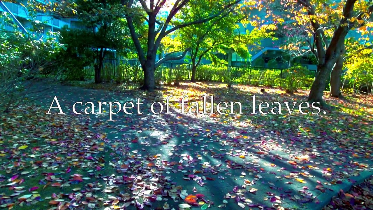 A carpet made of fallen leaves.
