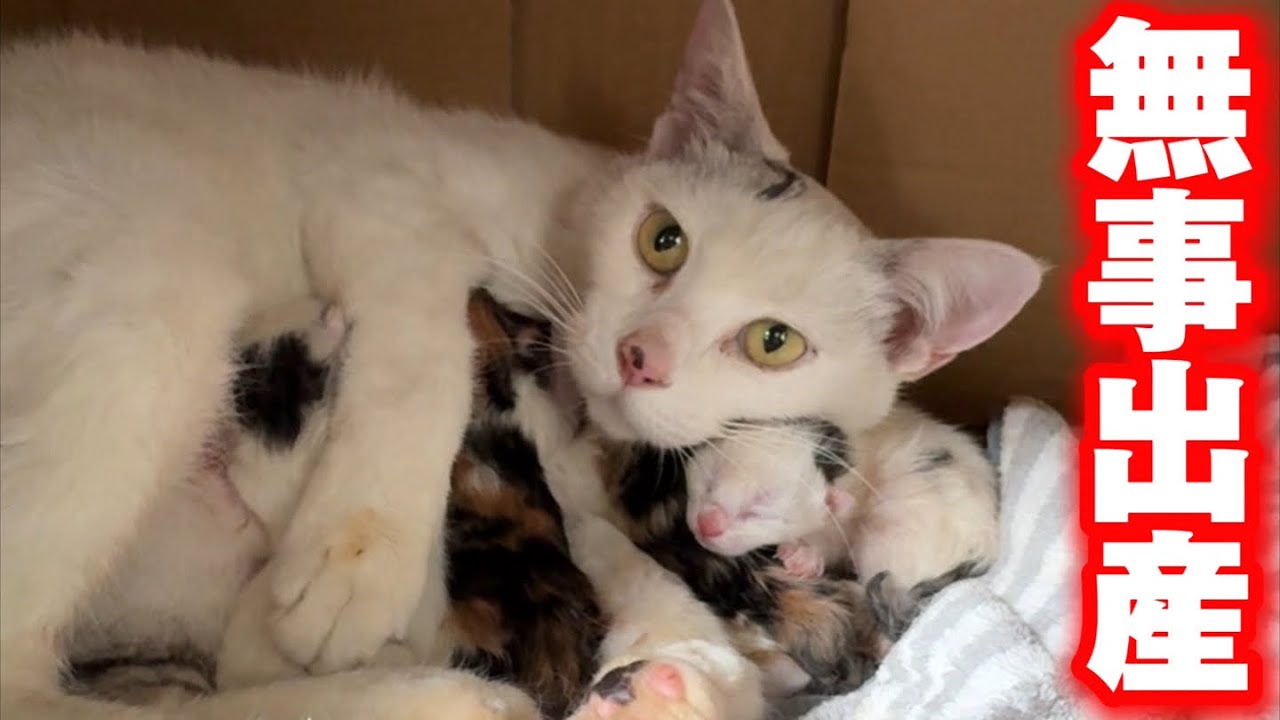 妊婦の野良猫を保護した翌朝、可愛い仔猫が生まれました。