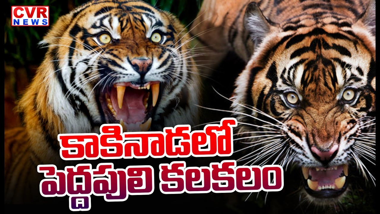 Tiger Hulchul In Kakinada District | CVR News
