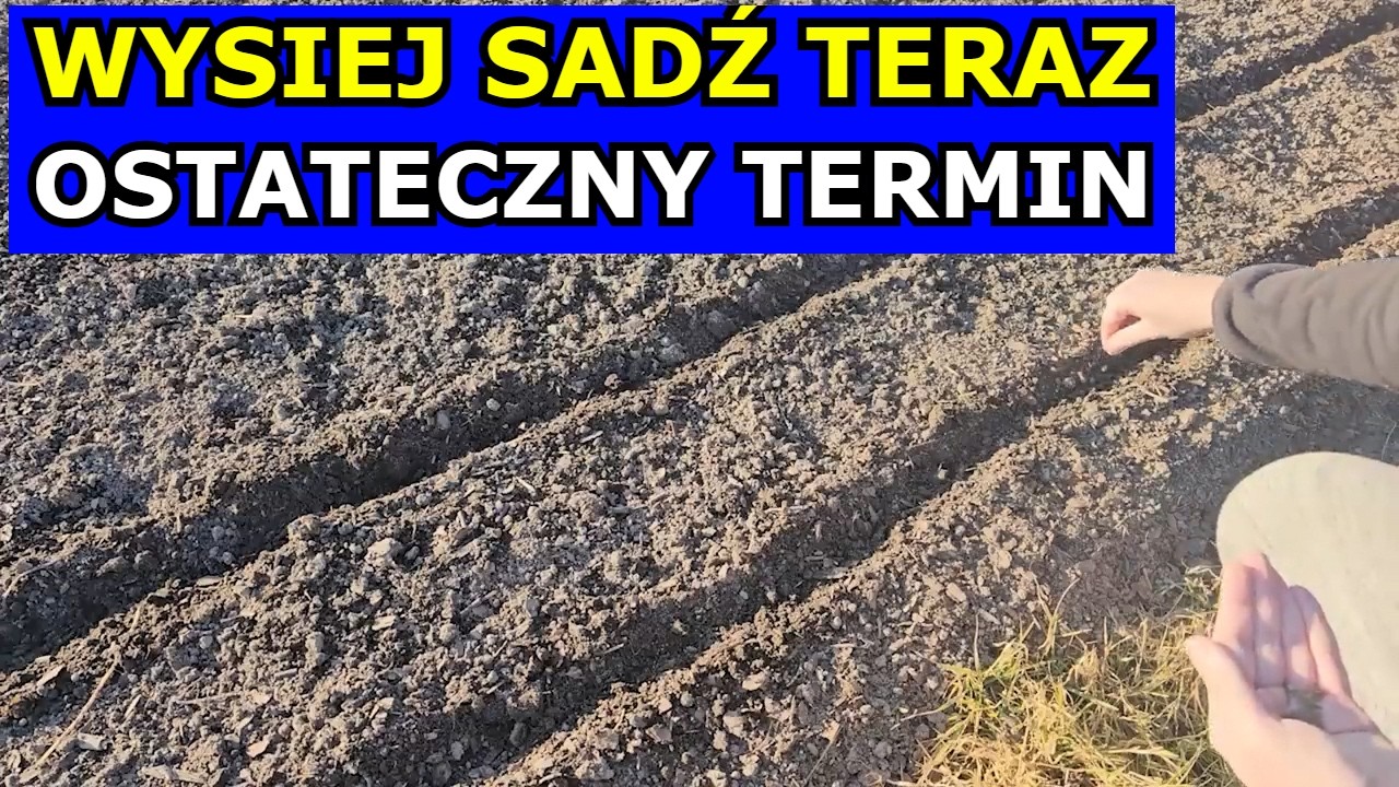 Wysiej Sadź TERAZ, to OSTATECZNY TERMIN. Co Siać Sadzić w Marcu Kalendarz Ogrodnika Marchew Pomidory