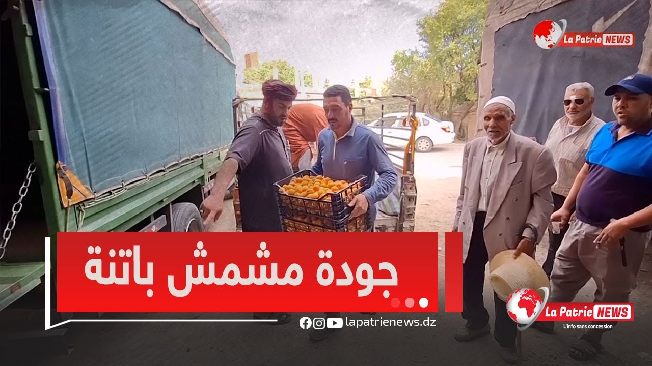 #روبوتاج📽  أولاد سي سليمان بباتنة .. جني فاكهة المشمش بجودة ووفرة 🍑