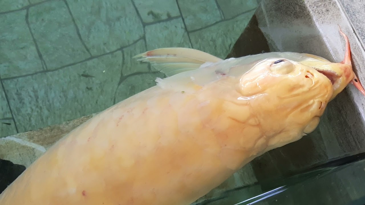 3ft albino arowana in great distress