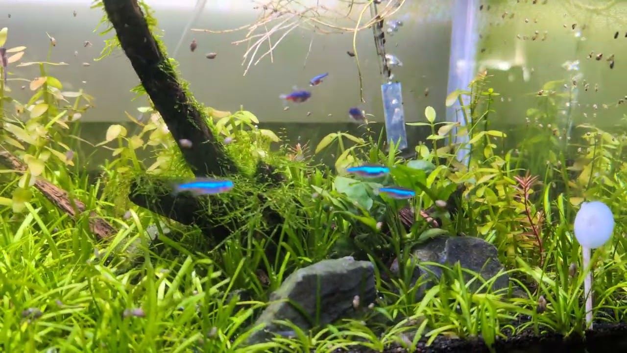 I am jealous of this tank!