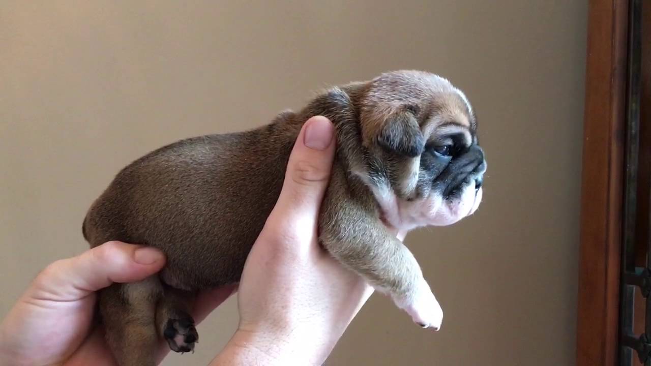 Olde English Bulldogges Puppies For Sale!!!