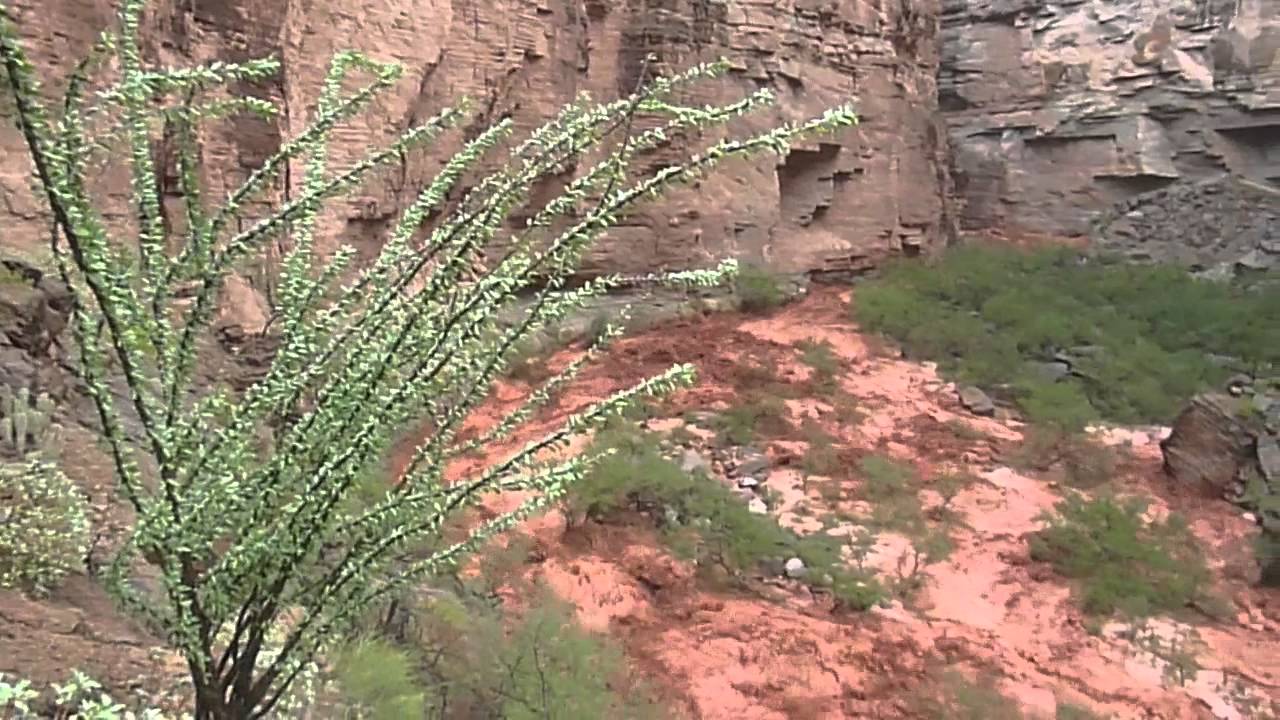 Fern Glen Flash Flood