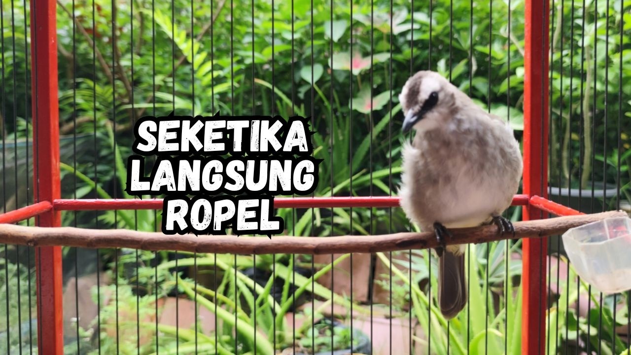 Masteran TRUCUKAN GACOR Ngalas Tarung ROPEL Paling Bagus Untuk Pancingan TRUCUK Agar Bunyi Nyaut