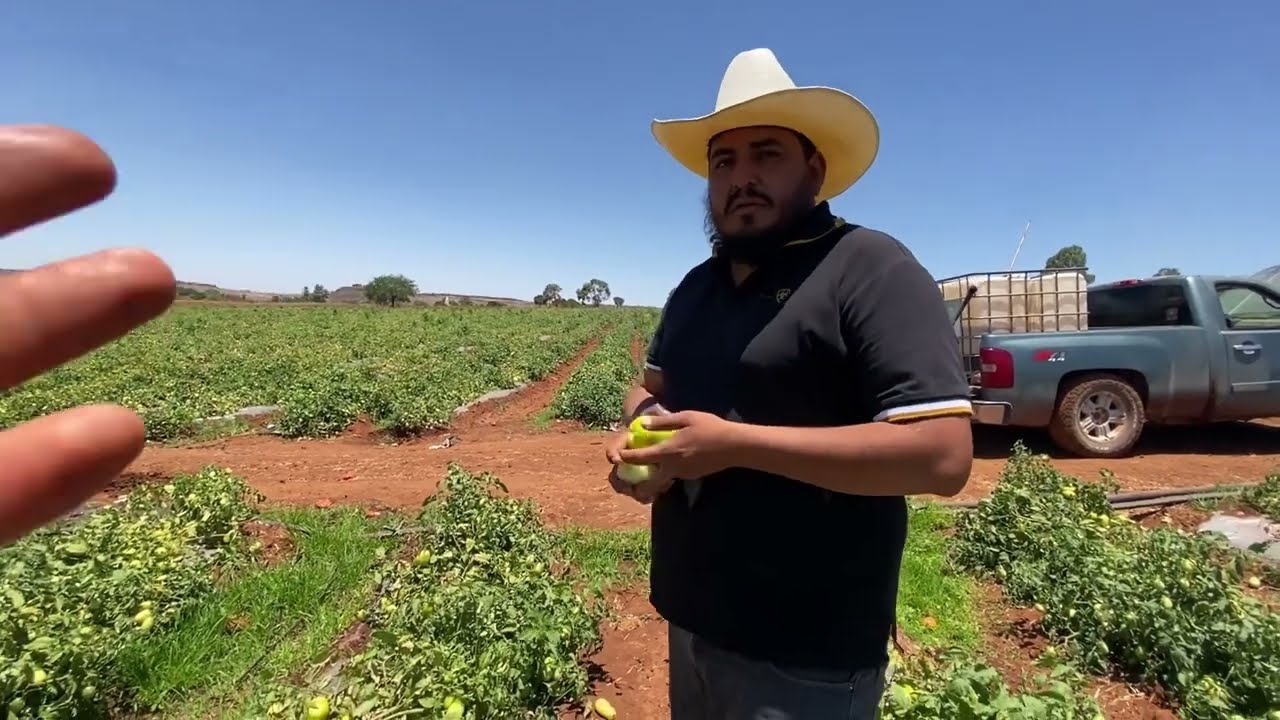 Mas de 80 toneladas por hectarea de tomate rojo 😱😱( CON EL AMIGO SALVADOR GALLARDO)🍅🍅🍅