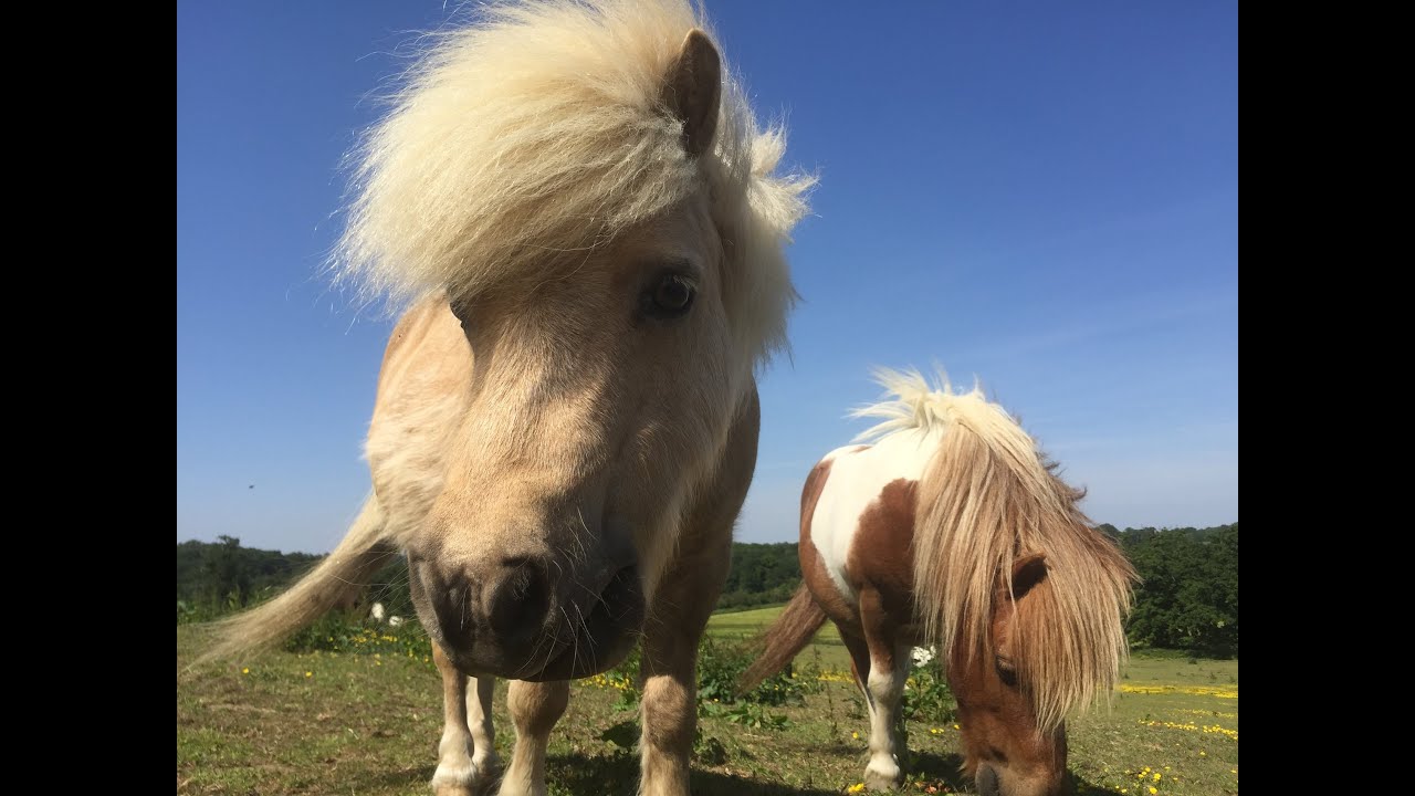 Shetland Ponies in danger! TV Episode 42