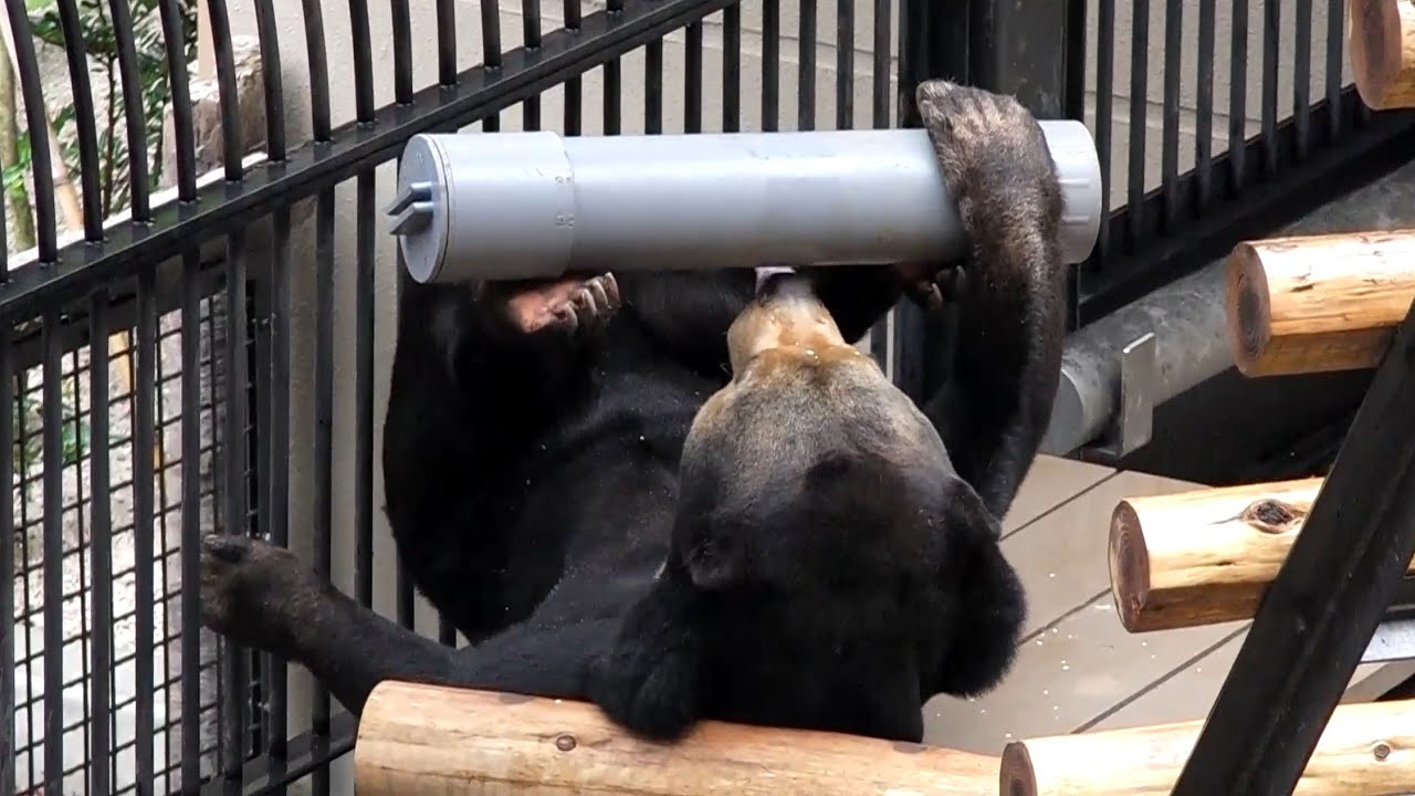福岡市動植物園 マレーグマの食事ほか (2013.10.23)