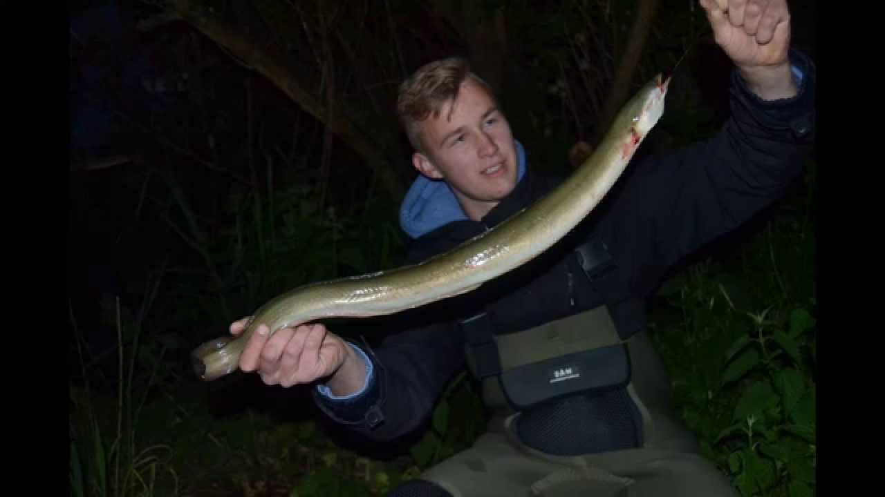 Aale im See - Schnell zum Erfolg #2