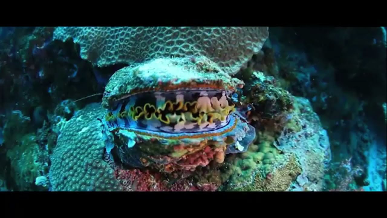 DESCRIPTIVE TEXT || Listening Activity - Raja Ampat