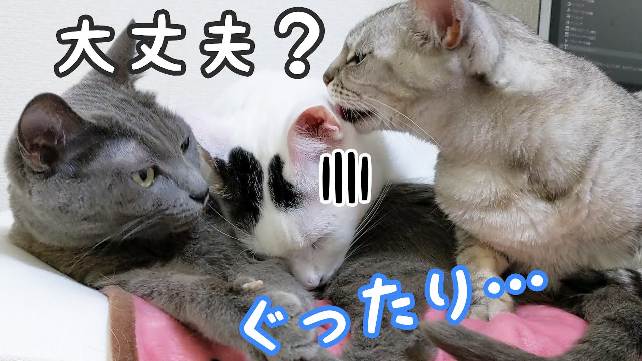体調が悪いチロを看病する先住猫ハムとマロ