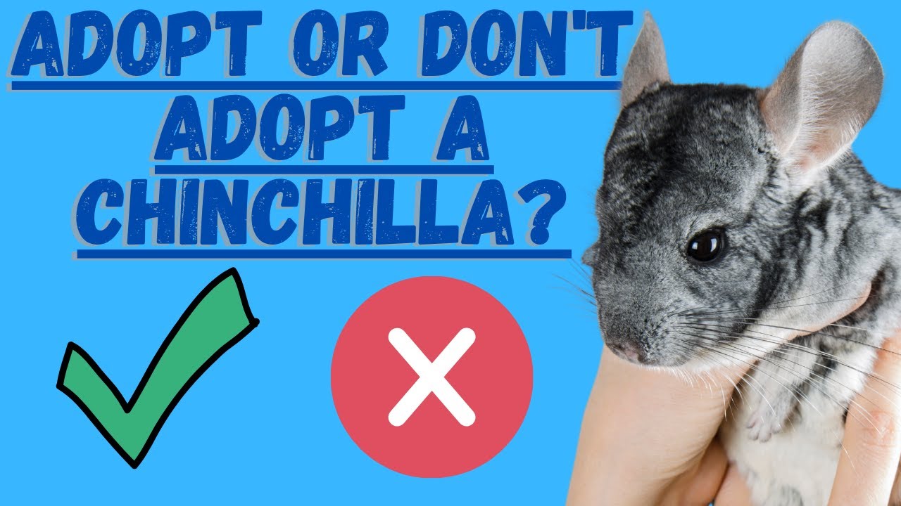 Adopt A Chinchilla Or Don't Adopt A Chinchilla (My Opinion For You Plus Tips)