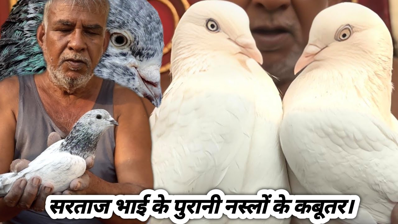 Sartaj Bhai Ke Puraani Naslo ke Nayab kabootar😲 | Puraani Nasal ke kabootar | Lucknow kings pigeon 