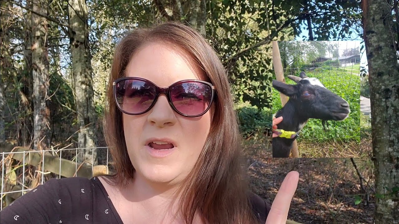 How to Cure Pink Eye in Goats - A Cheap Over the Counter Solution