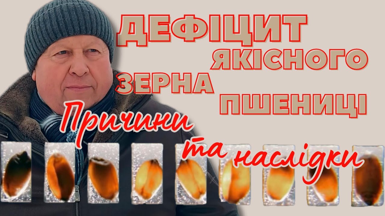 ДЕФІЦИТ ЯКІСНОГО ЗЕРНА ПШЕНИЦІ | ПРИЧИНИ та НАСЛІДКИ