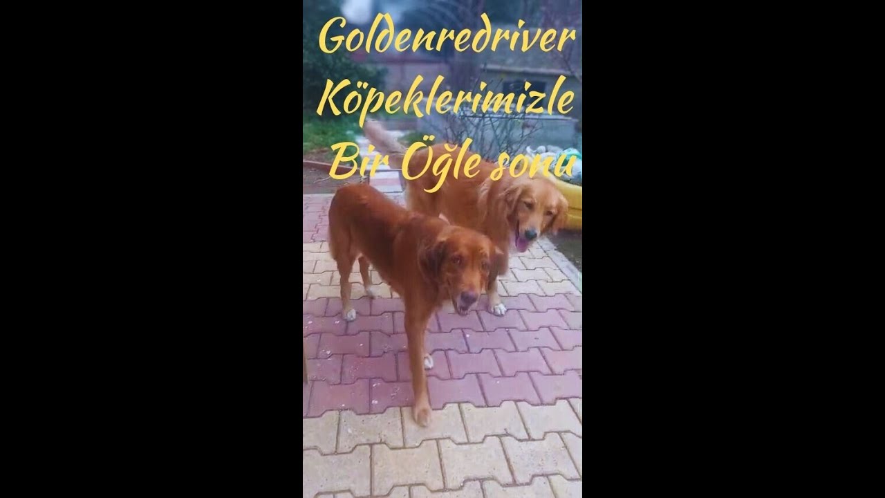 Golden Köpeklerimizle kısa bir zaman geçirdik
