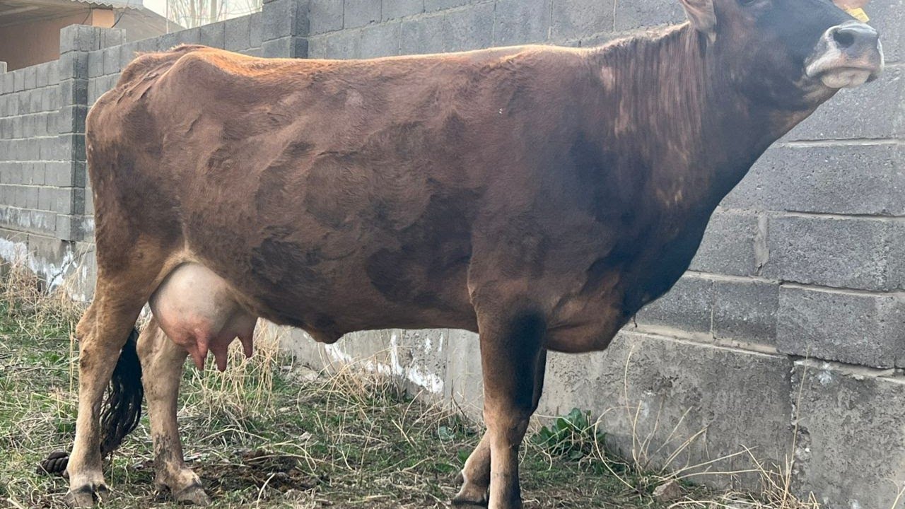 0774151596 үч баш саан арзан уйлар сатылат 