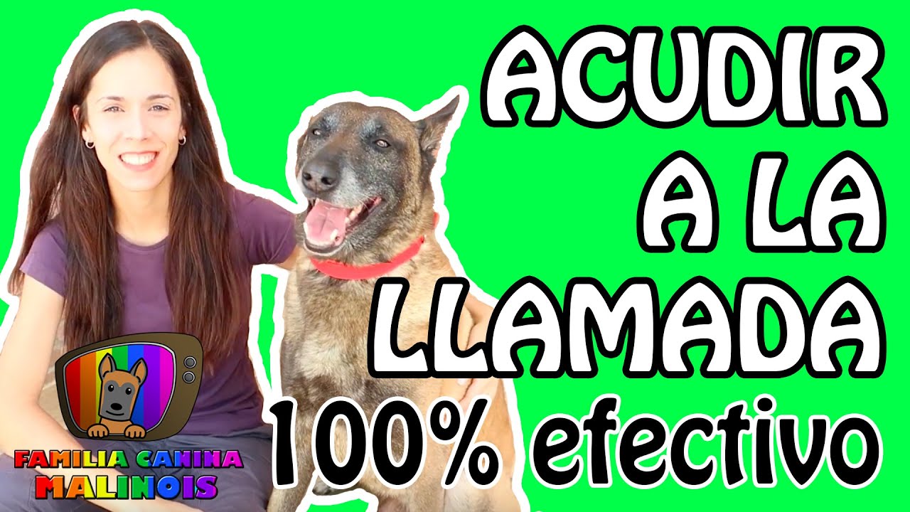 ENSEÑAR a mi perro A VENIR cuando le LLAMO (EFECTIVO y FÁCIL) | Adiestramiento Canino en Obediencia