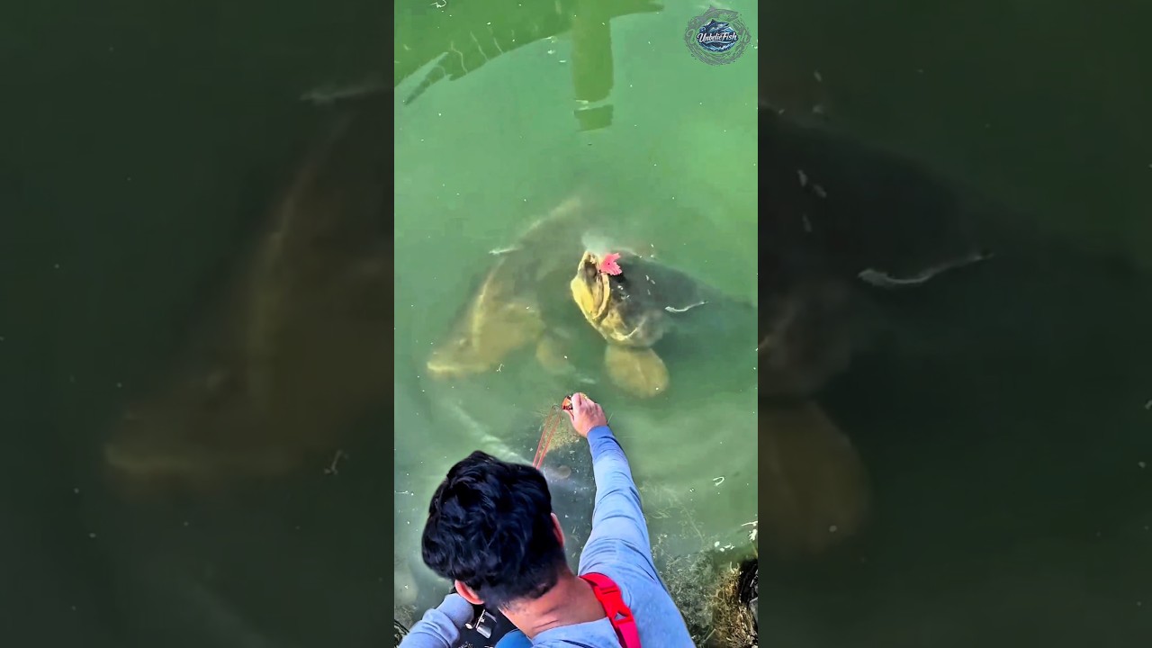 Ketapel Sakti! Double Strike Ikan Kerapu Monster Dalam Sekali Tembak #fishing #shorts #bigfish