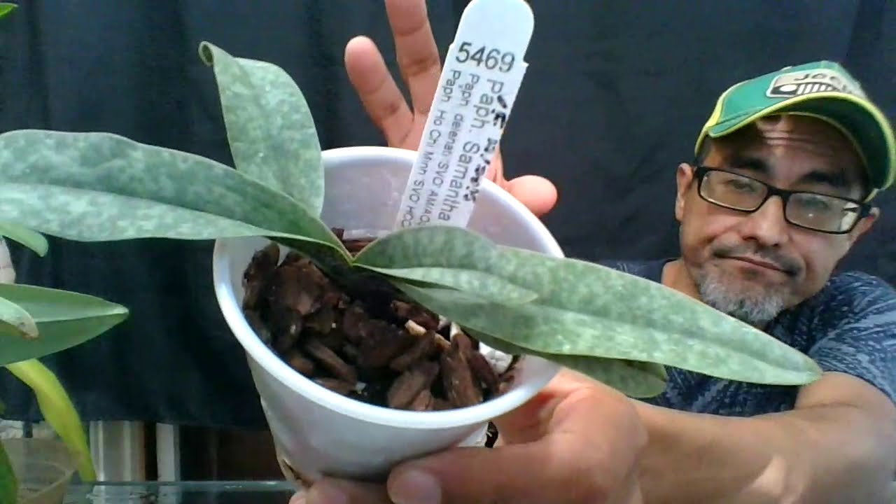 Paphiopedilum NO NOs.