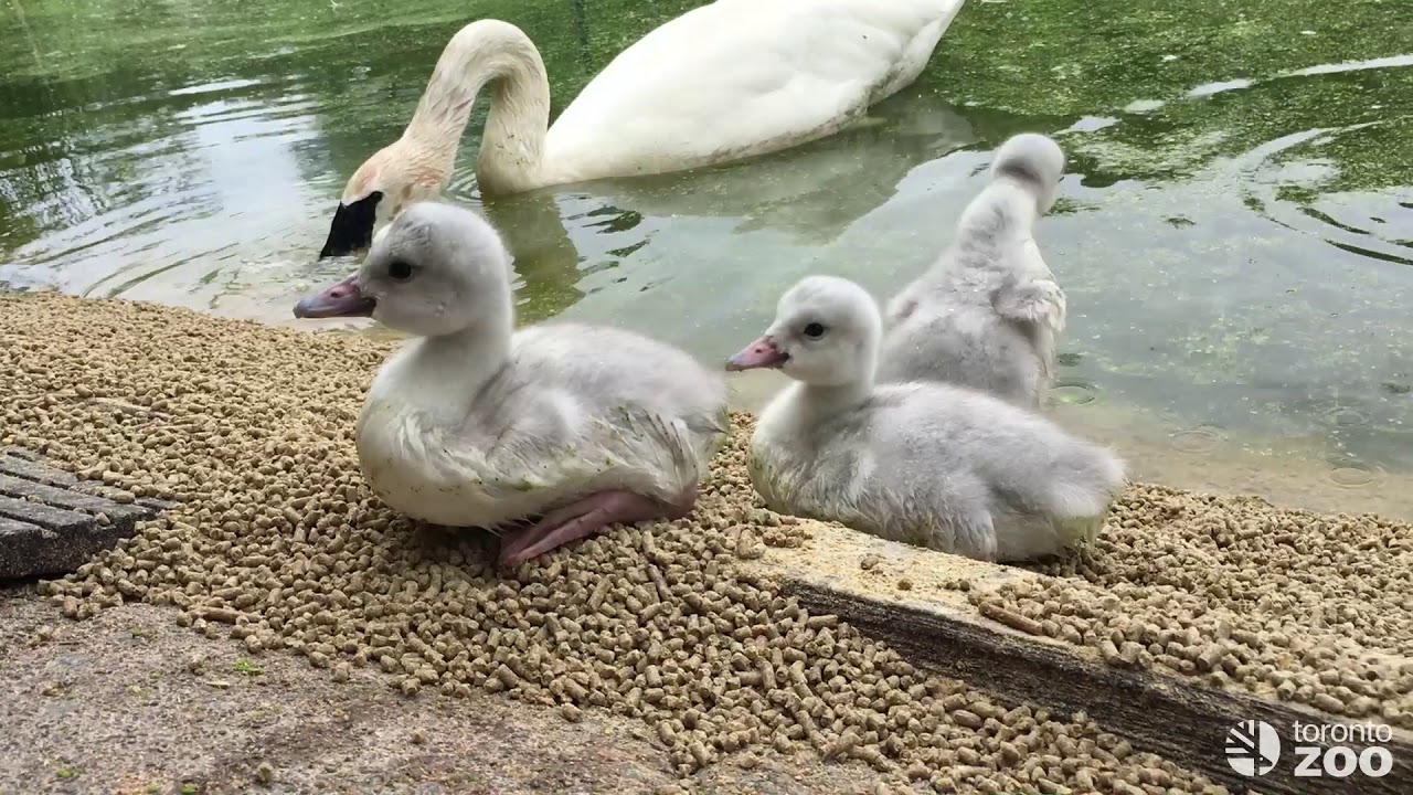 Trumpeter Swan Cygnets- June 2019