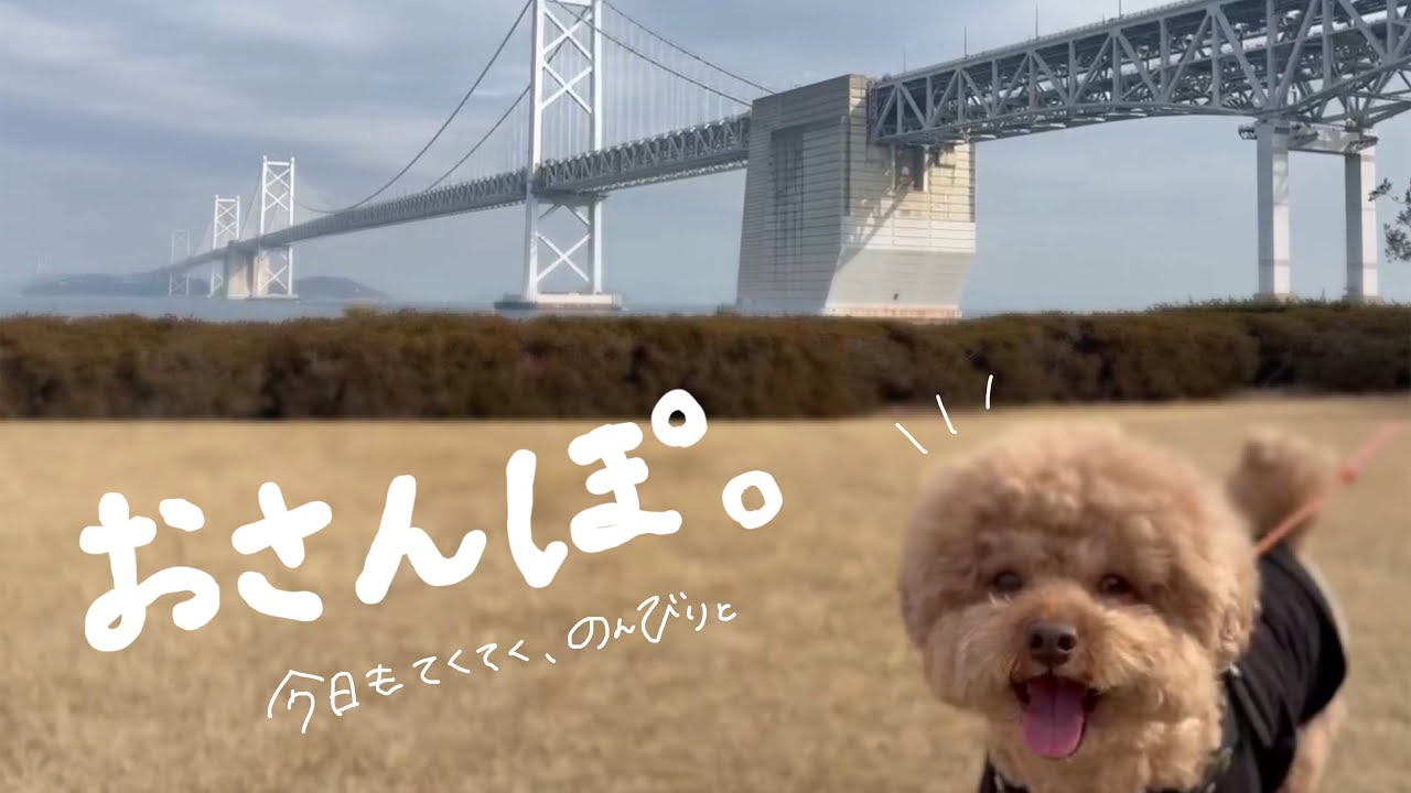 【トイプードル】むぎとららのゆったりおさんぽVlog🌿‬💭