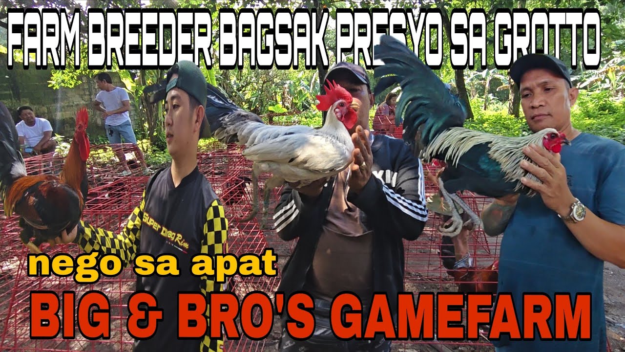 BIG & BRO'S GAMEFARM NAG OUT SA GROTTO PET MARKET MABABA ANG BIGAY MGA QUALITING MANOK