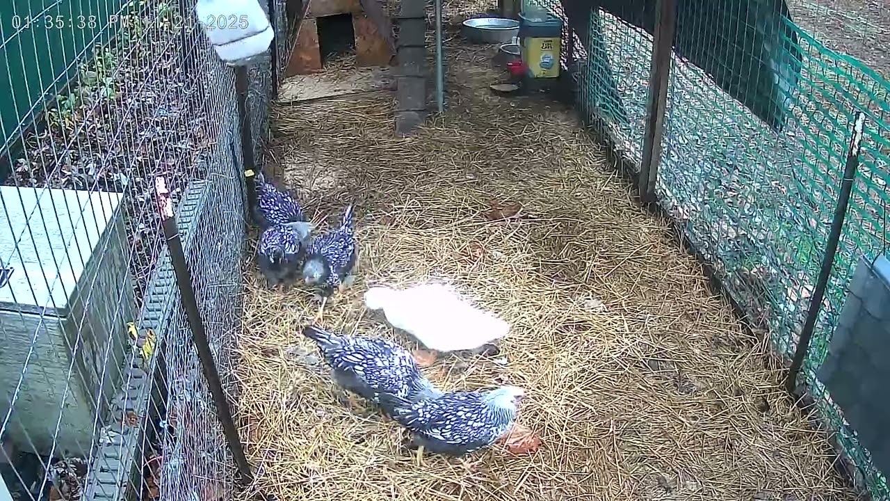 1hr of pet tv entertain your pets Best nature backyard sounds 