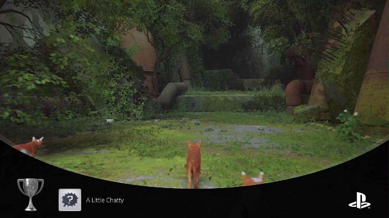 Stray meowed 100 times