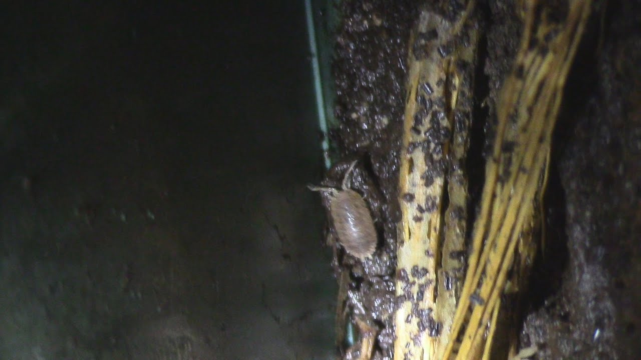 Update look at the isopod and pants worm bin #AZVlogger [Day 54] #LifeInAZ