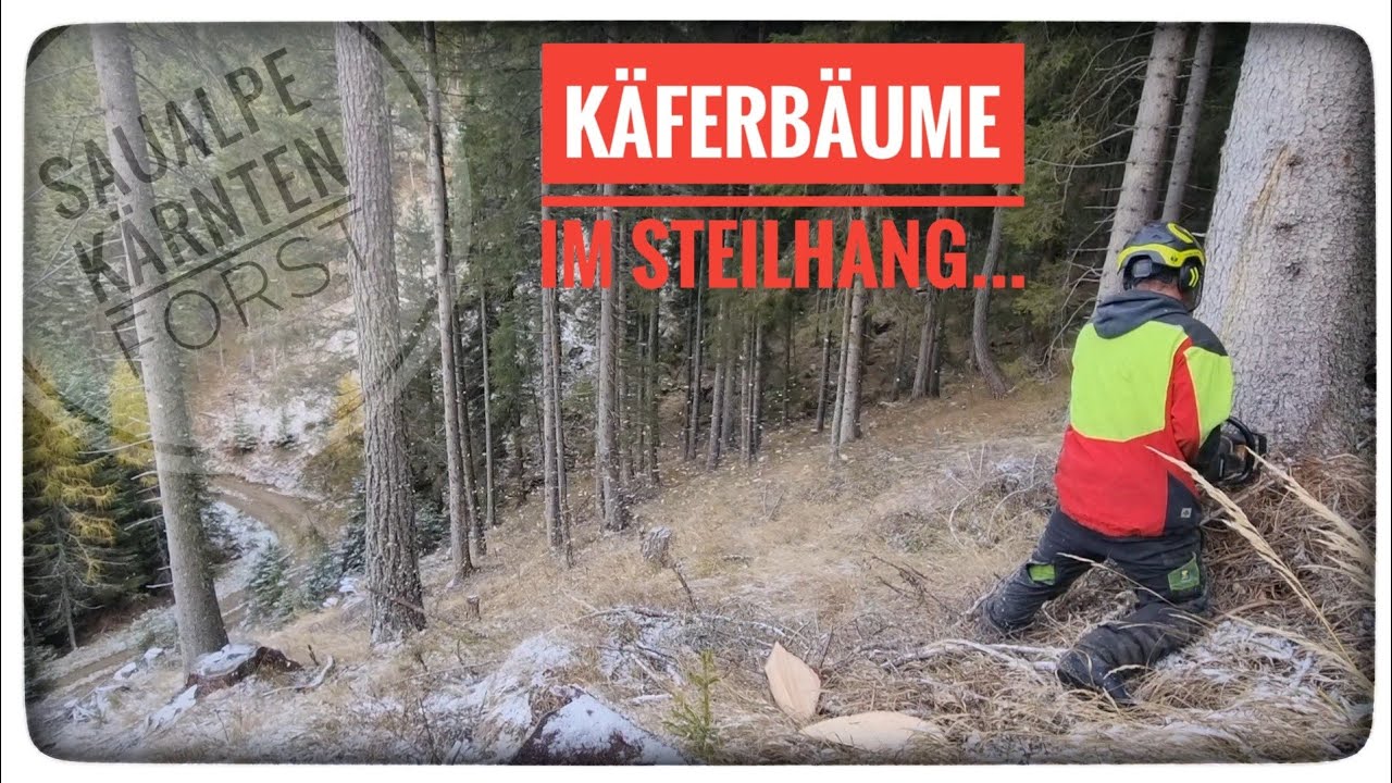 Käferbäume im Steilhang 