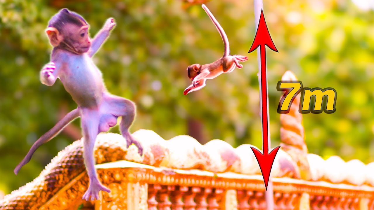 Incredible! Adorable Baby Bely Leaps from a High Branch to Play with Baby Berila