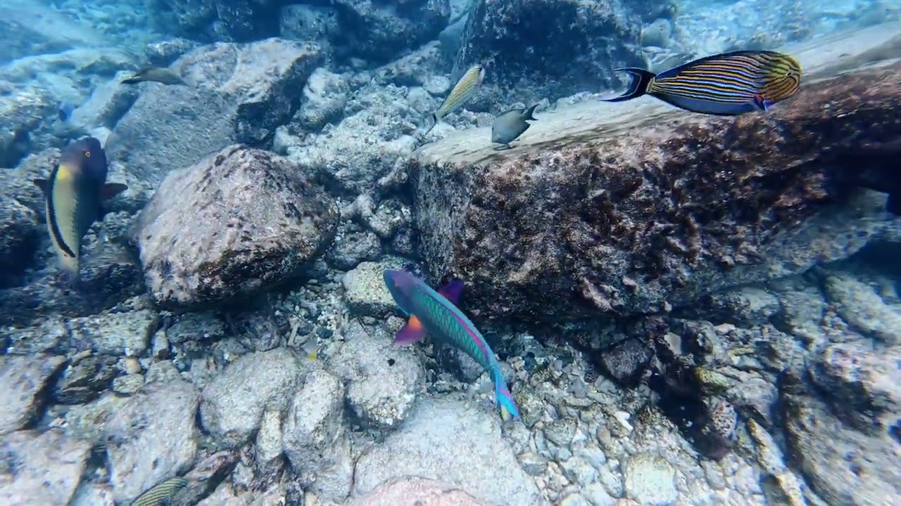 #snorkeling  #maldives  #mantaray #shark  #ukulhas reef bikini beach