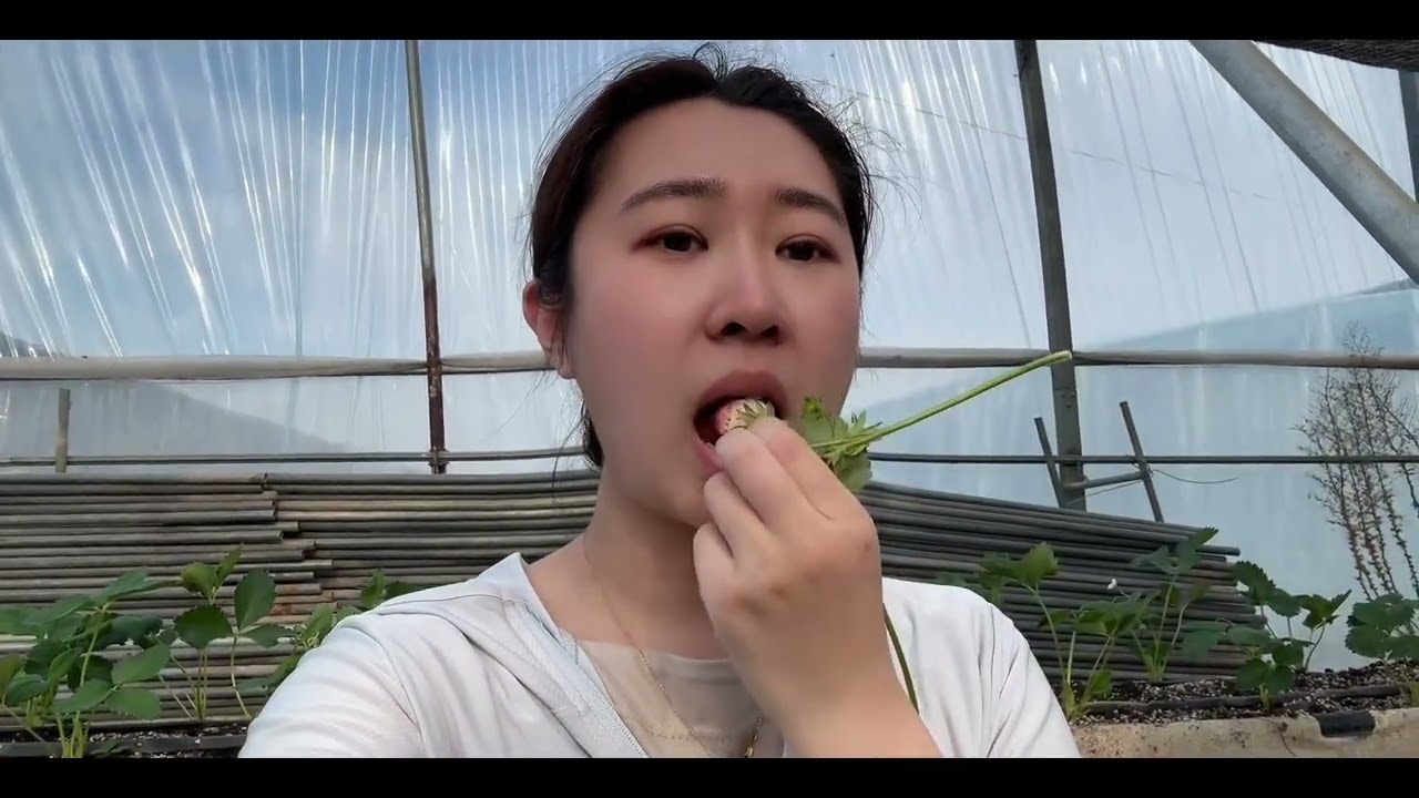 这是在大棚干活的一下午，妈又带我长见识啦！草莓絮絮埋土里能扎根，没授粉的草莓不要🙅🏻‍♀️，最让我意外的是老公会包饺子，之前他都在偷懒！#记录真实生活 #日常vlog #婚后日常 #种植的乐趣